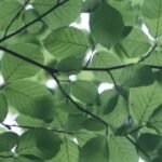 Inner Nature Amsterdam Meditatie Coaching 150x150